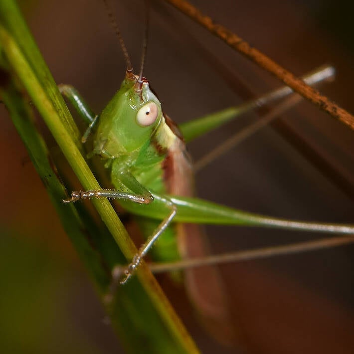 Graceful Meadow Katydid (2)
