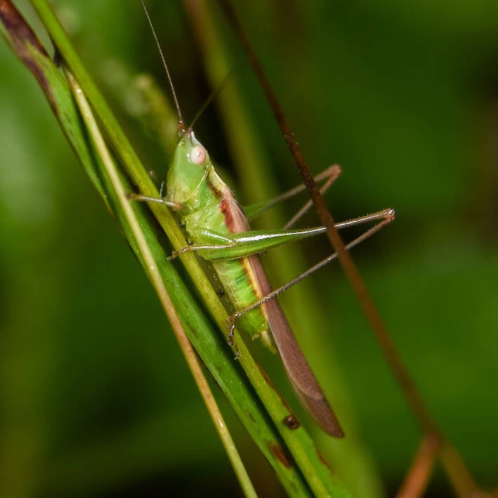 Graceful Meadow Katydid (3)