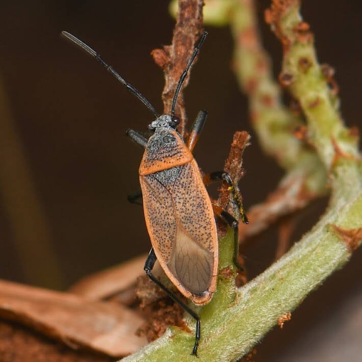 Largus davisi Bordered Plant Bug (3)