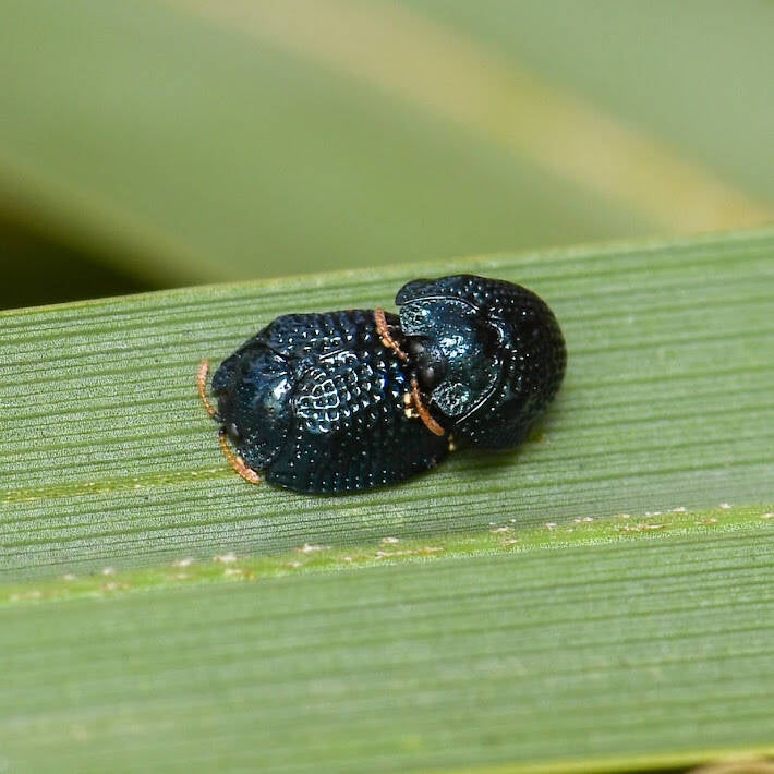 Palmetto Tortoise Beetle (4)
