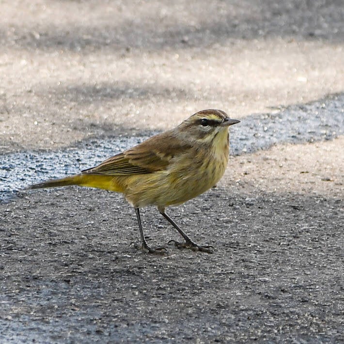 Palm Warbler (4)