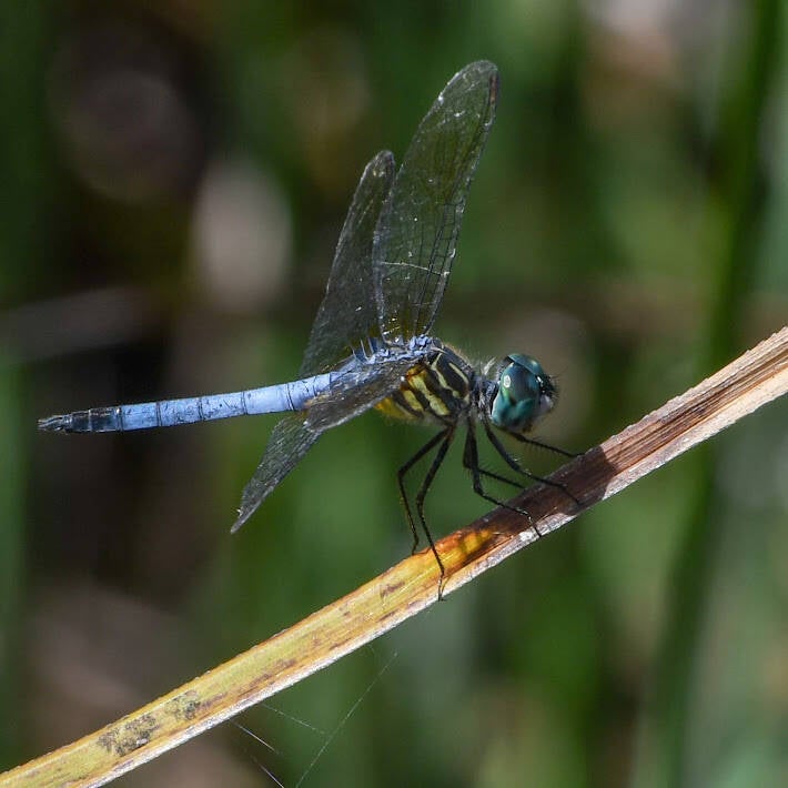 Blue Dasher (6)