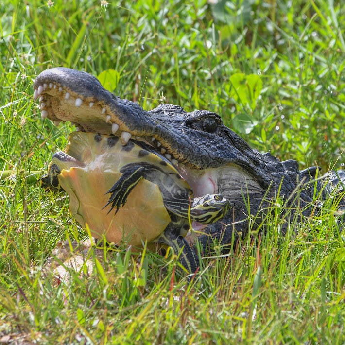 American Alligator and Yellow-Bellied Cooter (1)