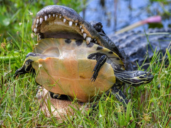 American Alligator and Yellow-Bellied Cooter (2)