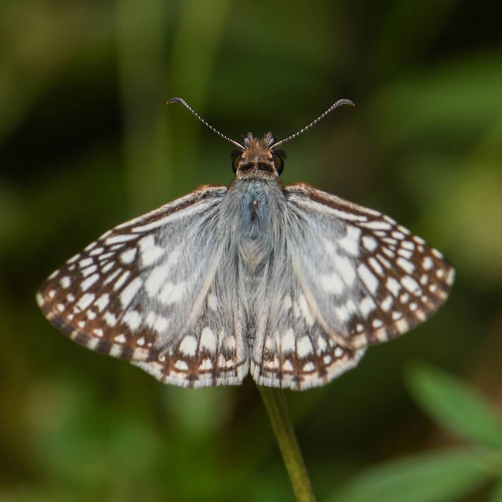 Tropical Checkered Skipper (5)