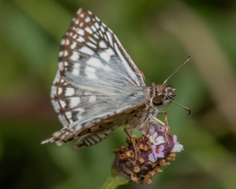 Tropical Checkered Skipper (8)
