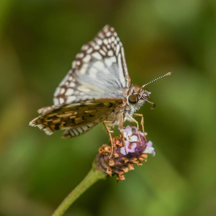 Tropical Checkered Skipper (6)