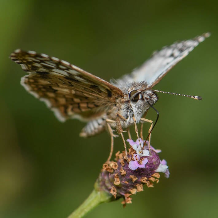 Tropical Checkered Skipper (7)