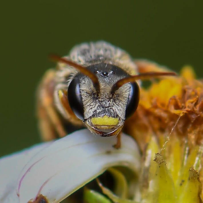 Poey's Furrow Bee (7)