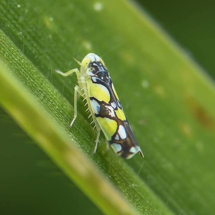 Brazilian Leafhopper (4)