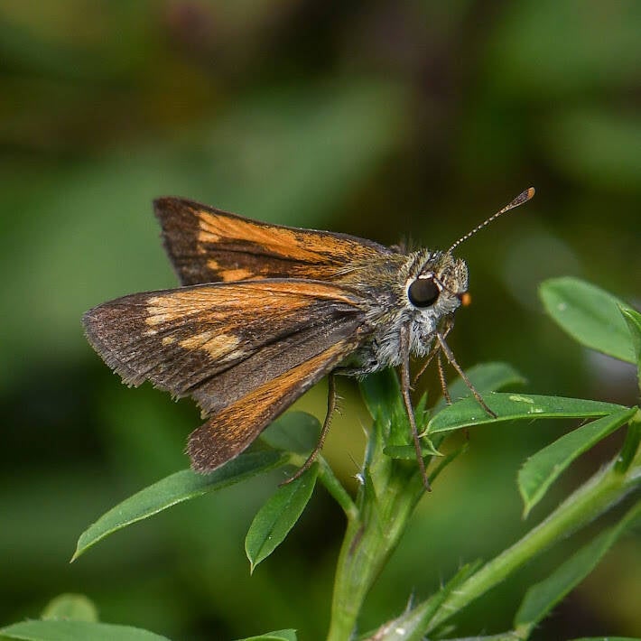 Baracoa Skipper (4)