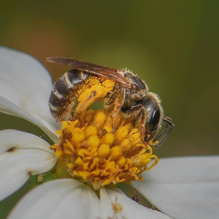 Poey's Furrow Bee (8)