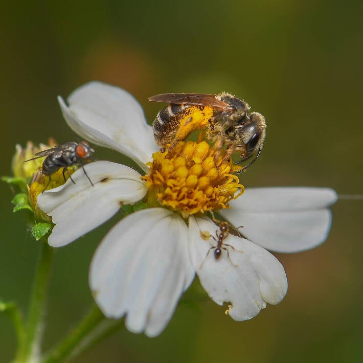 Poey's Furrow Bee (9)