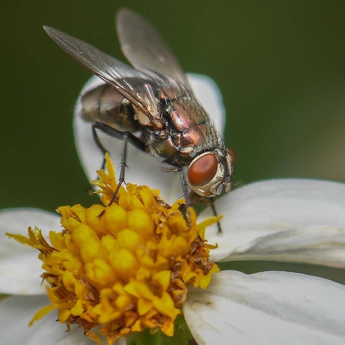 Australian Sheep Blow Fly (1)