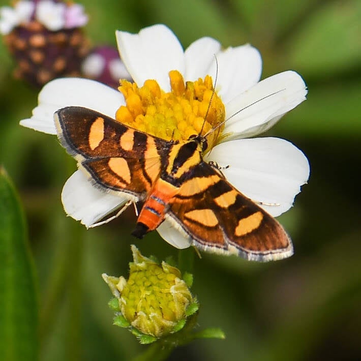Orange-Spotted Flower Moth (2)