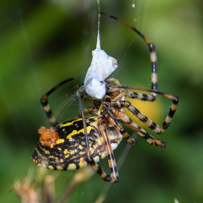 Banded Garden Spider (1)