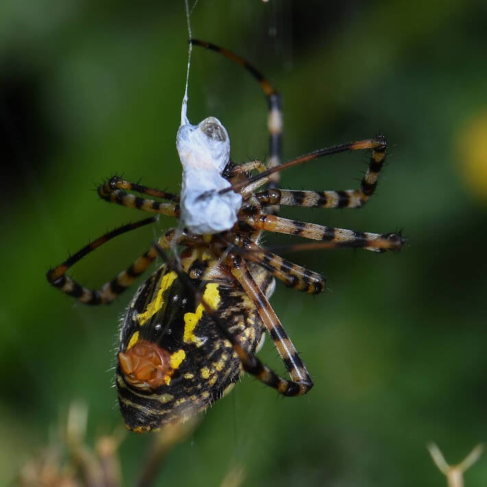 Banded Garden Spider (2)