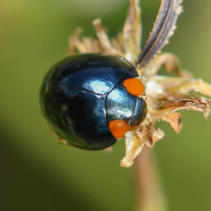 Metallic Blue Lady Beetle (4)