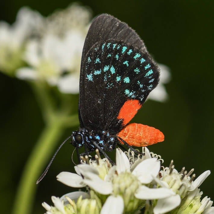 Atala (3)