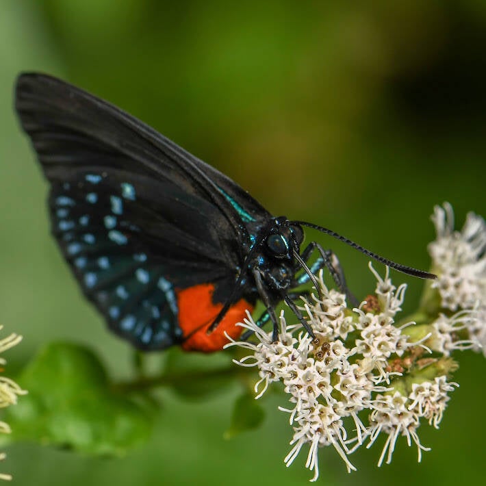 Atala (4)