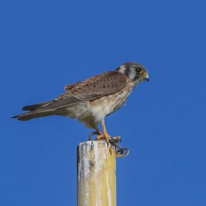 American Kestrel (3)