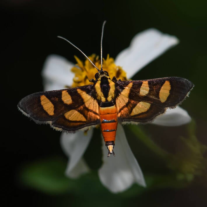 Orange-Spotted Flower Moth (3)