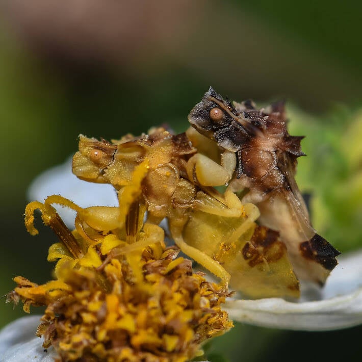 Jagged Ambush Bug (6)