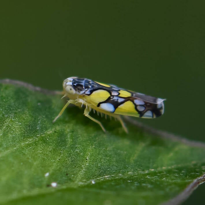Brazilian Leafhopper (5)