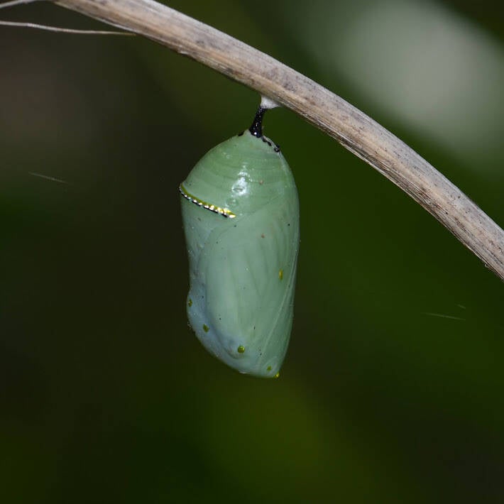 Monarch (4)