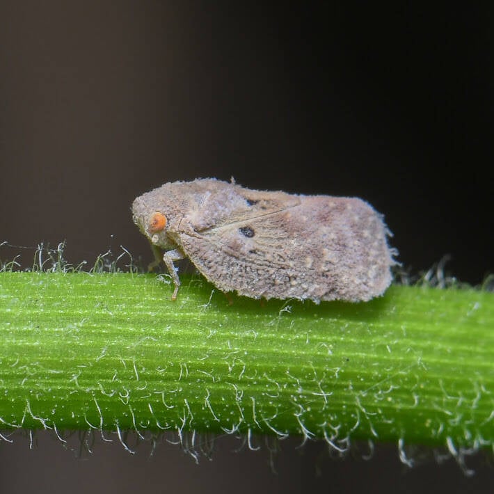 West Indian Flatid Planthopper (2)
