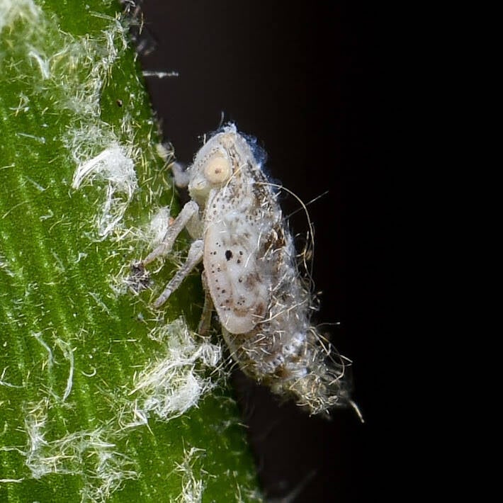 West Indian Flatid Planthopper (3)