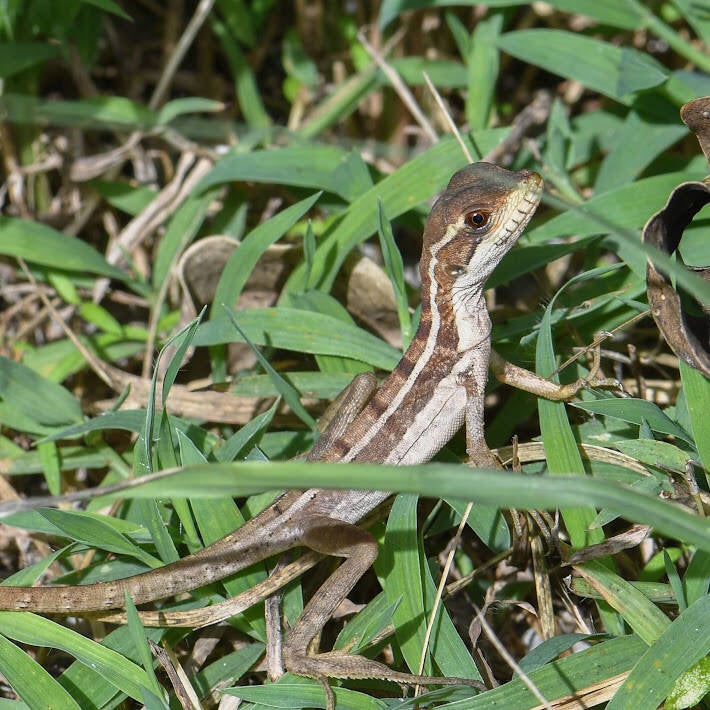 Brown Basilisk (5)