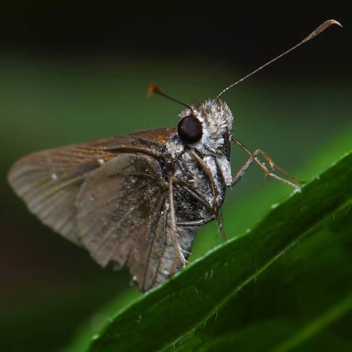 Three-Spotted Skipper (1) 