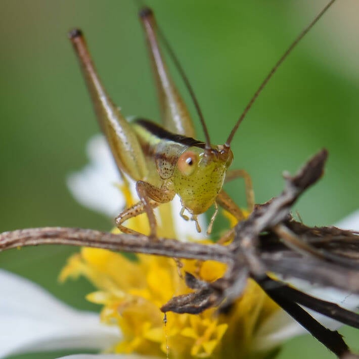 Lesser Meadow Katydid (2)