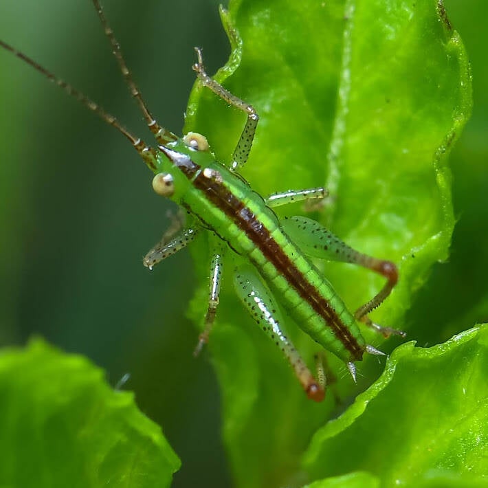 Lesser Meadow Katydid (3)