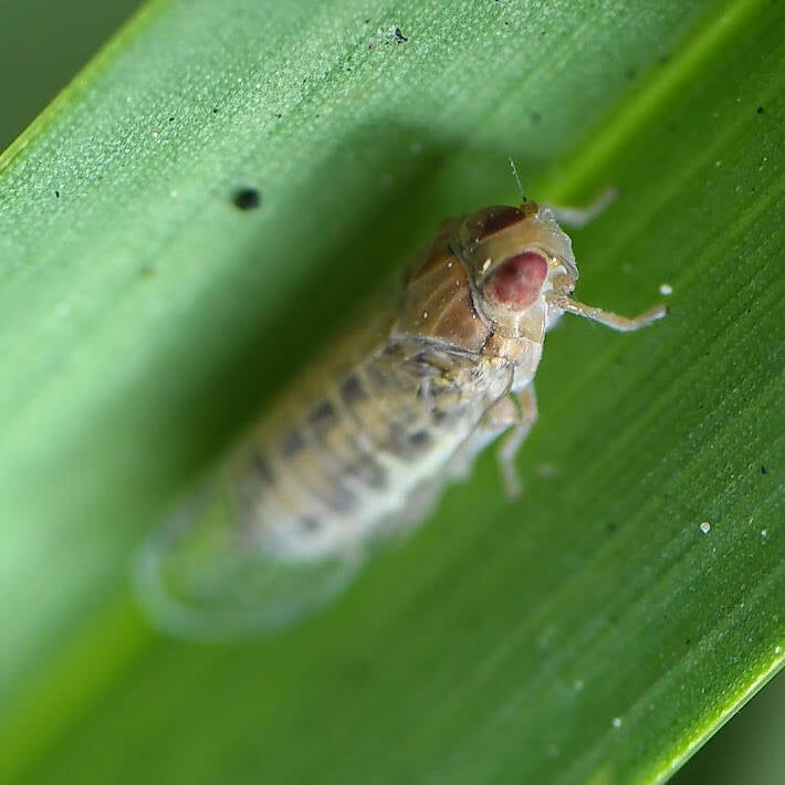 Haplaxius Cixiid Planthopper (1)