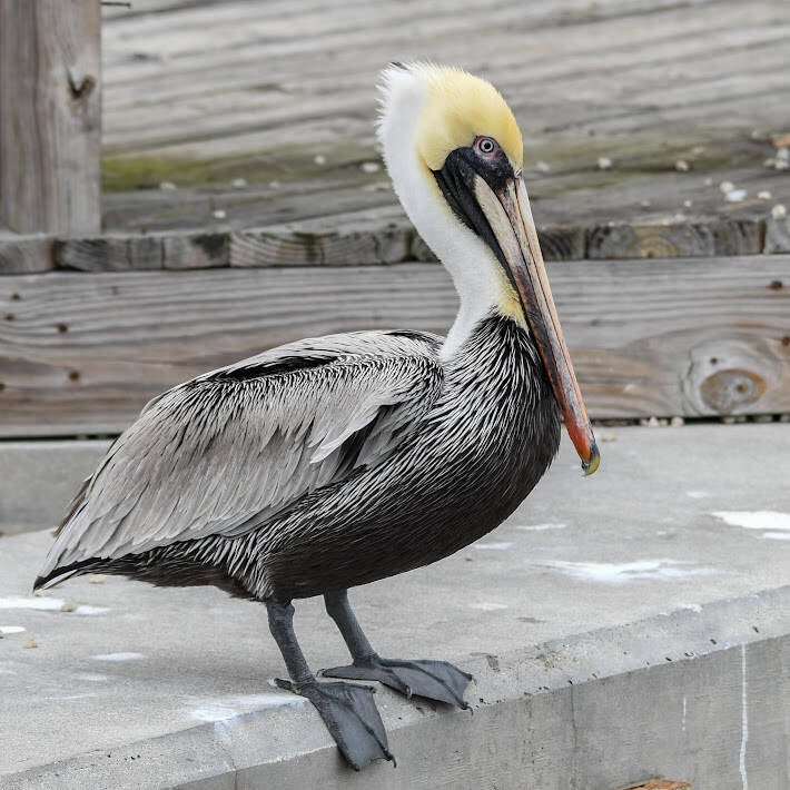 Brown Pelican (9)