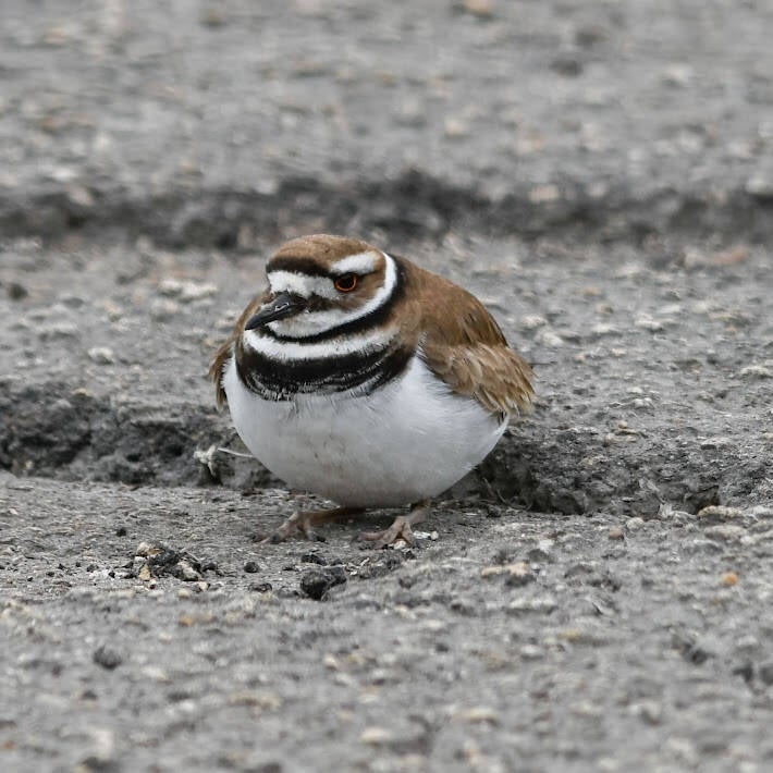 Killdeer (4)
