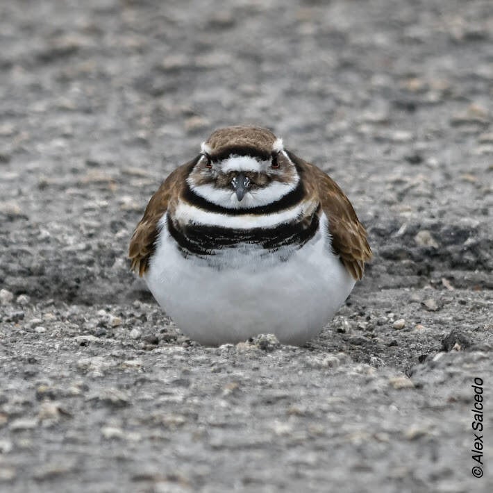 Killdeer (5)