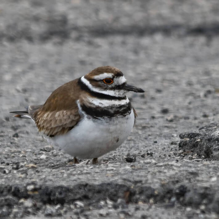 Killdeer (6)