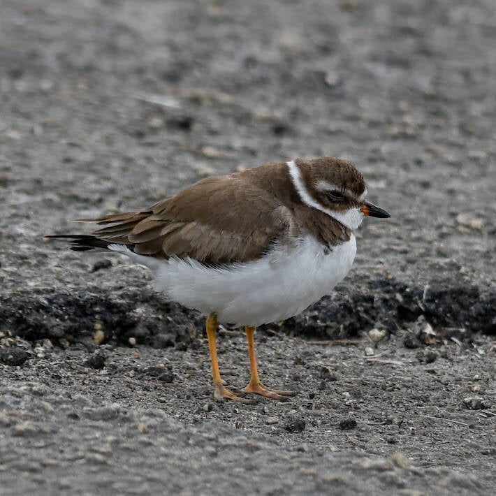 Semi-Palmated Plover (4)