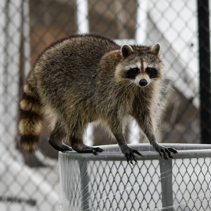 Raccoon (3)