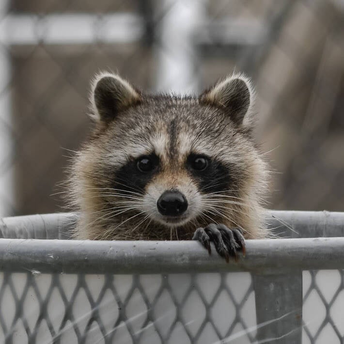 Raccoon (4)