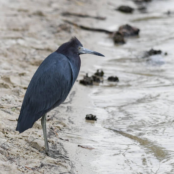 Little Blue Heron (5)