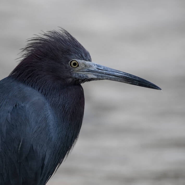 Little Blue Heron (6)