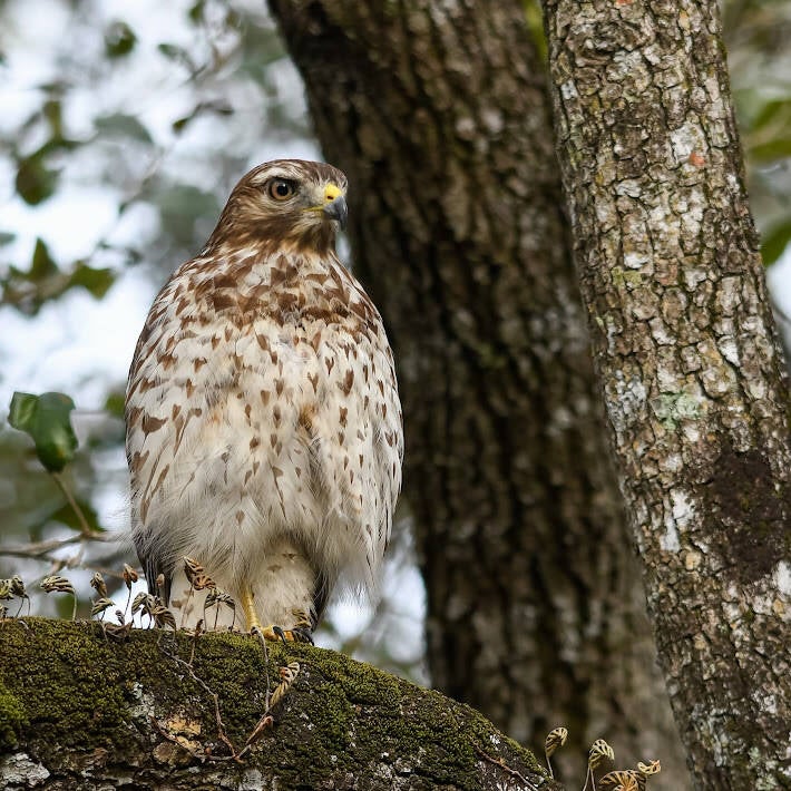 Red-Shouldered Hawk (6)