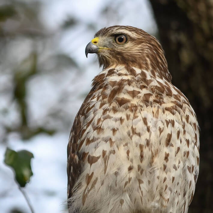 Red-Shouldered Hawk (7)