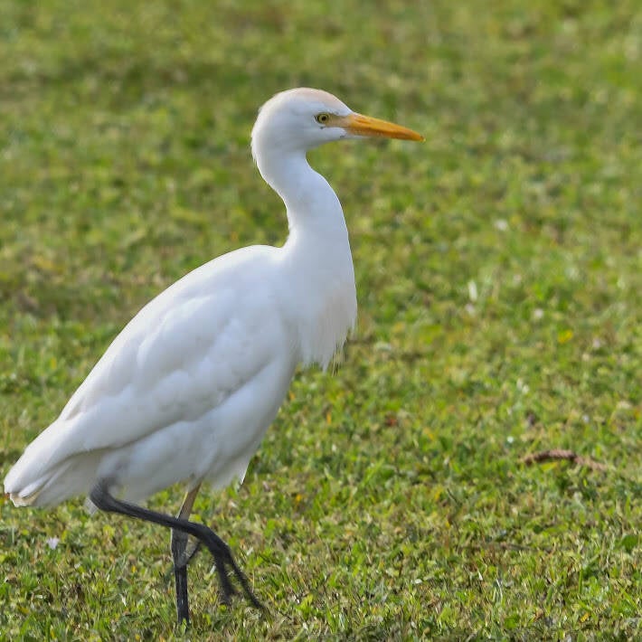 Cattle Egret (2)