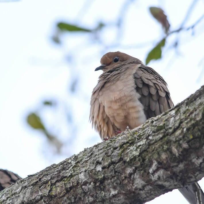 Mourning Dove (2)