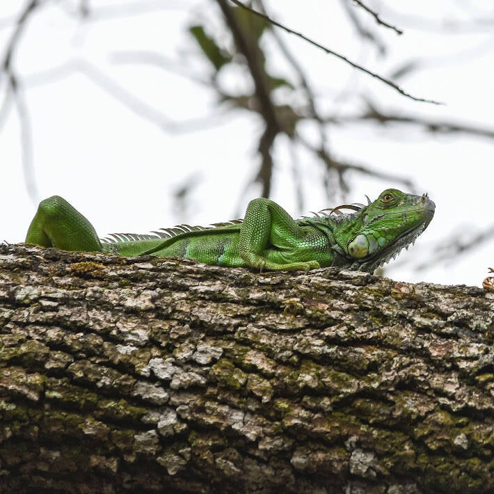 Green Iguana (4)